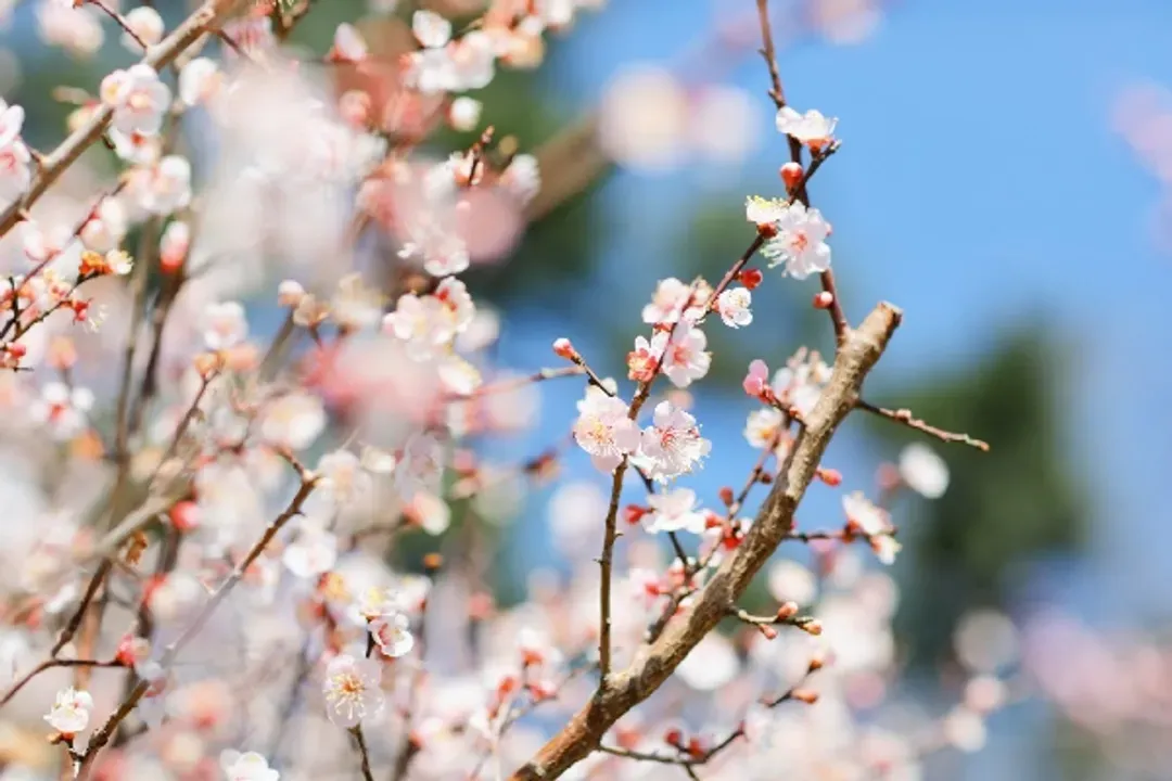 濟州Norimae梅花公園(梅花節)-Norimae梅花公園