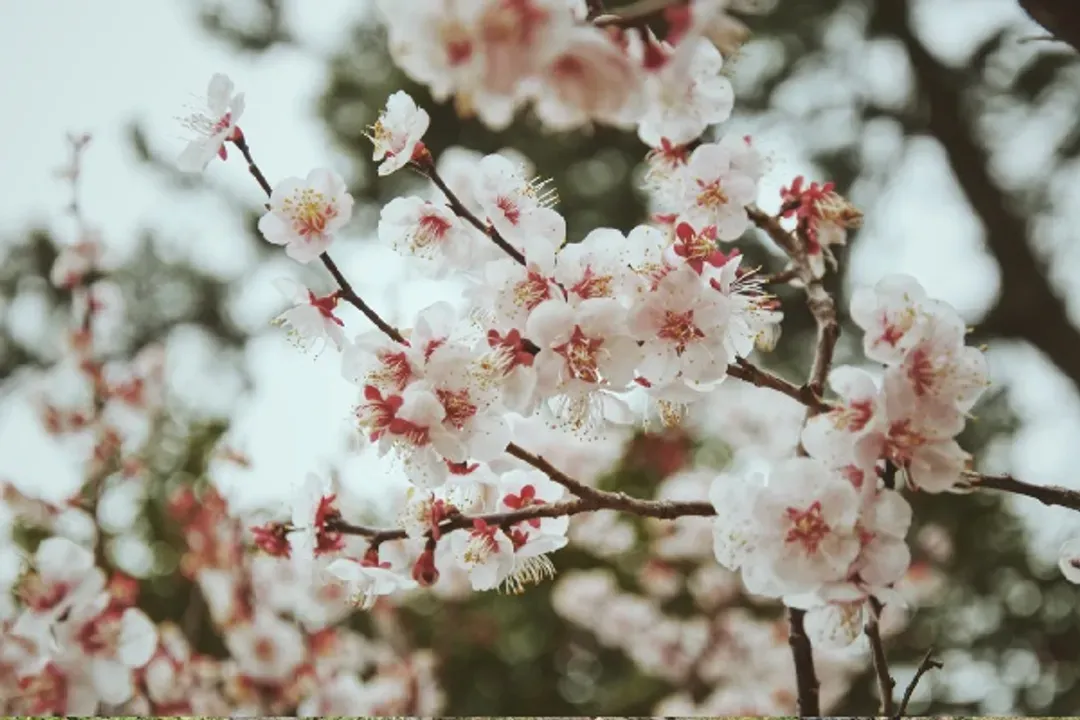 濟州Norimae梅花公園(梅花節)-Norimae梅花公園