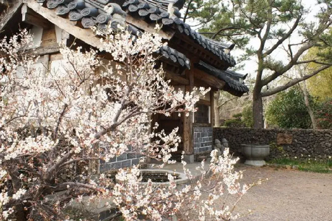 濟州Norimae梅花公園(梅花節)-Norimae梅花公園