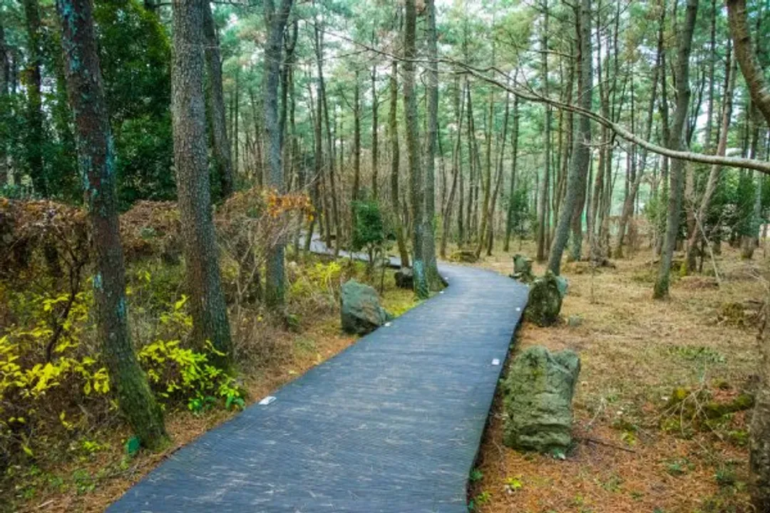 國家級漢拿山森林步道(思連伊林蔭道)-漢拏山徒步路:韓劇《秘密花園》拍攝地