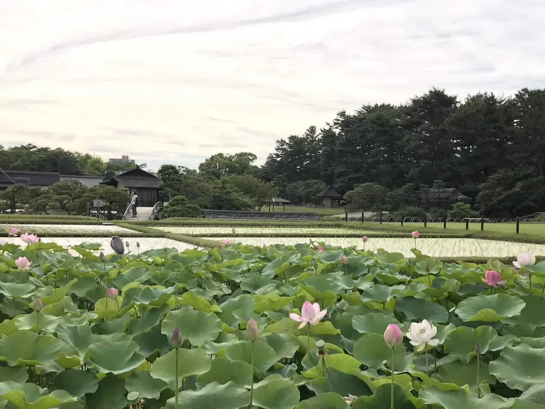岡山後樂園