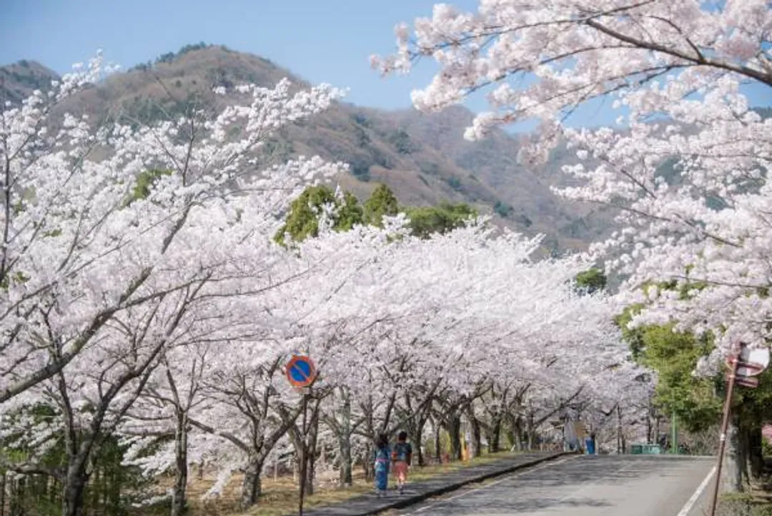 花現北陸～櫻百選霞間溪、合掌村兼六園、長島名花之里、天命反轉溫泉香五日-5
