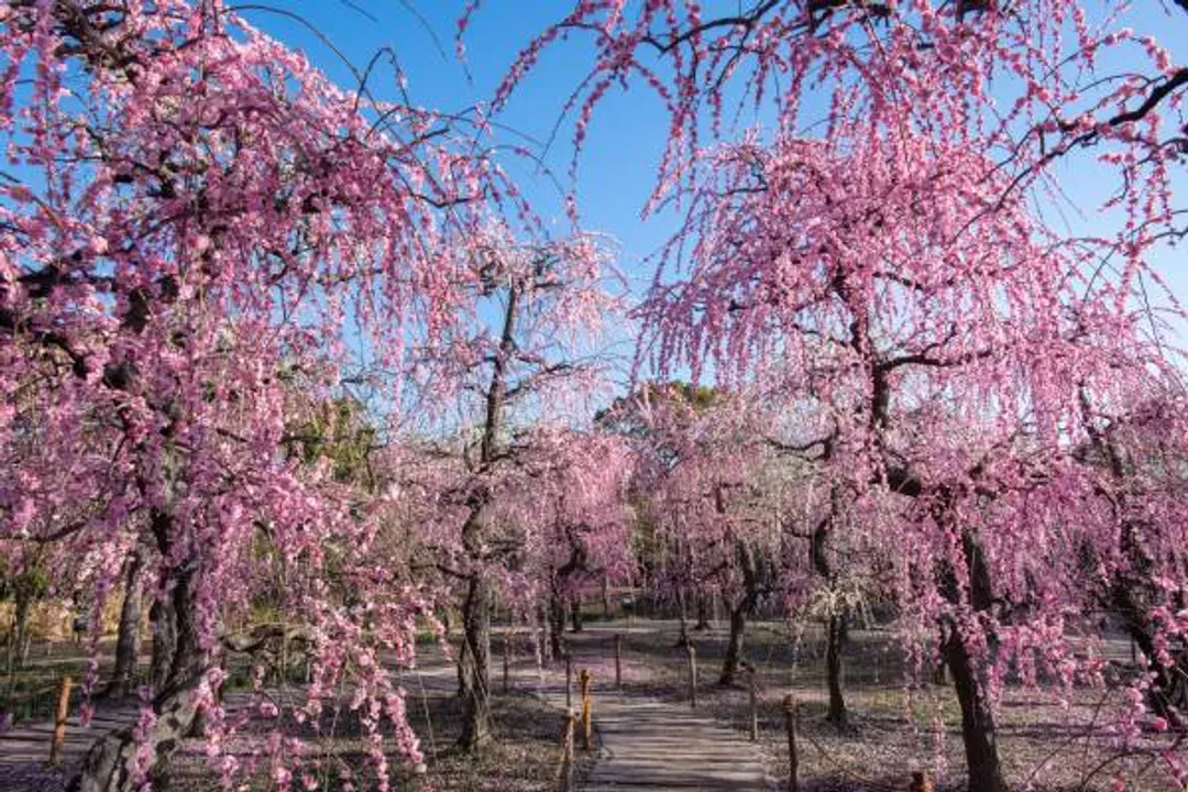 名花之里