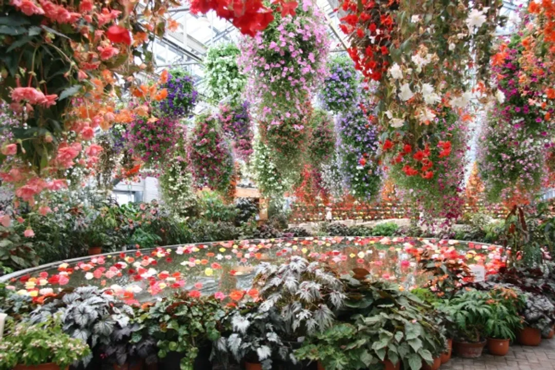 名花之里