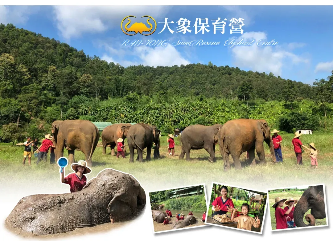 【春節初一．台中直飛．清邁樂逍遙５日】大象保育體驗、小溪莊園泰服祈福、泰式廚藝、蘭納古城】[含稅]-5