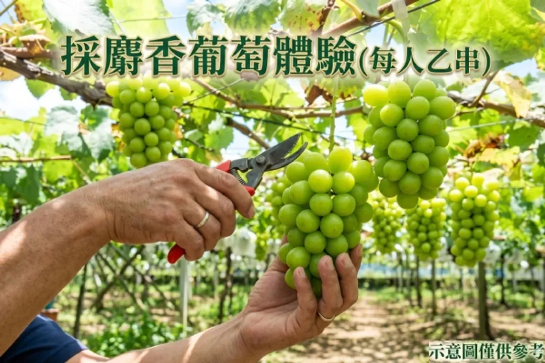 採麝香葡萄體驗(每人乙串)