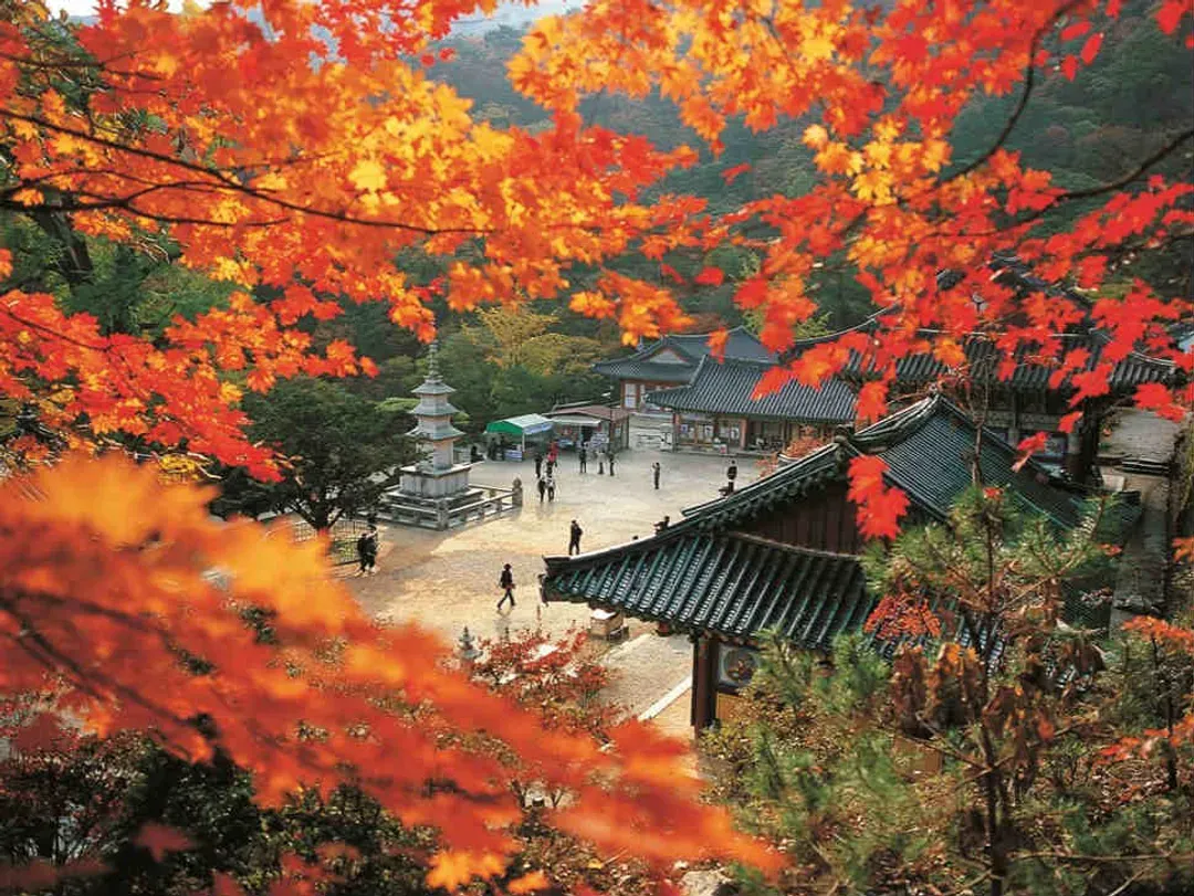 紅葉銀杏旅行