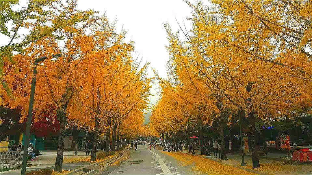 紅葉銀杏旅行