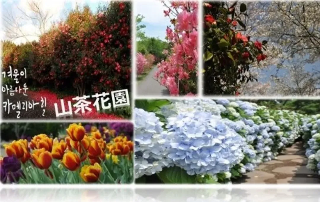 山茶花之丘