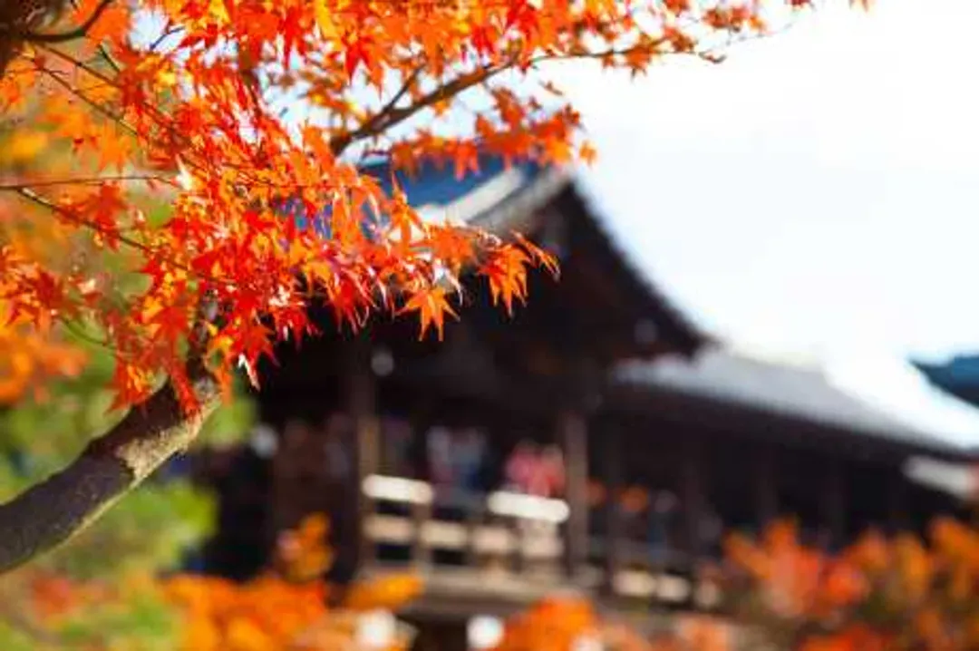 京都賞楓