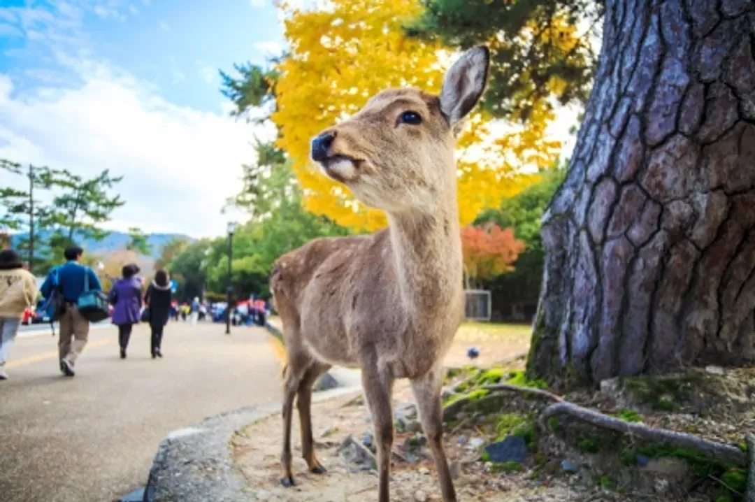 梅花鹿公園