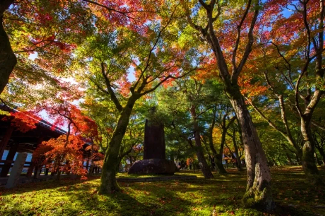 東福寺楓葉