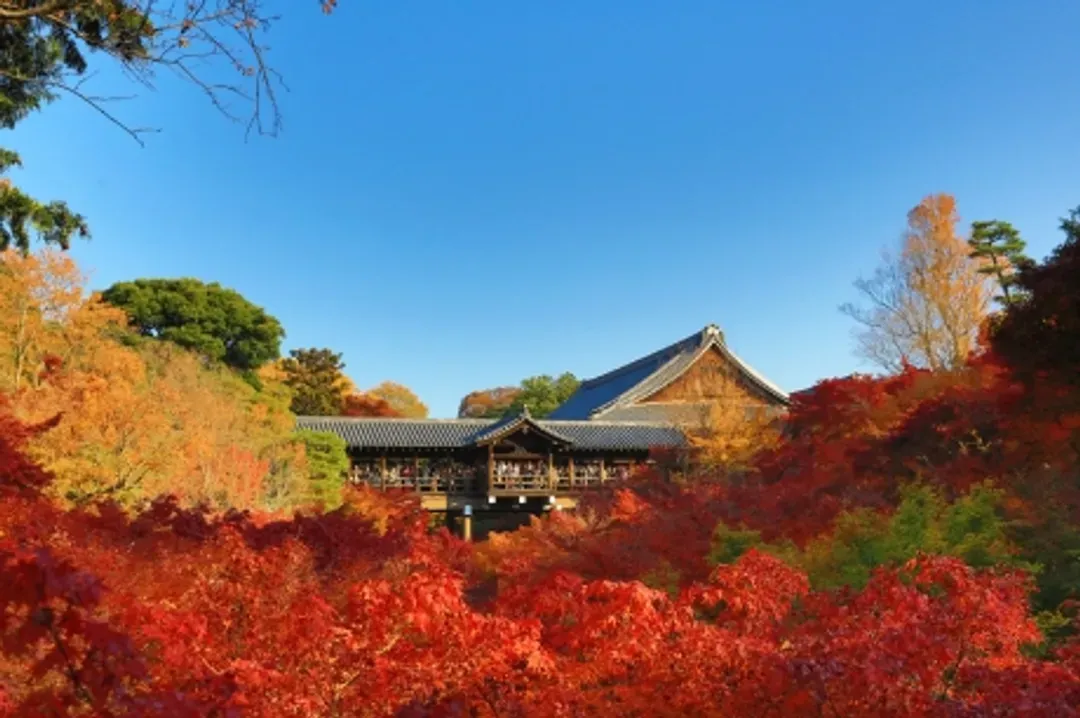 東福寺楓葉