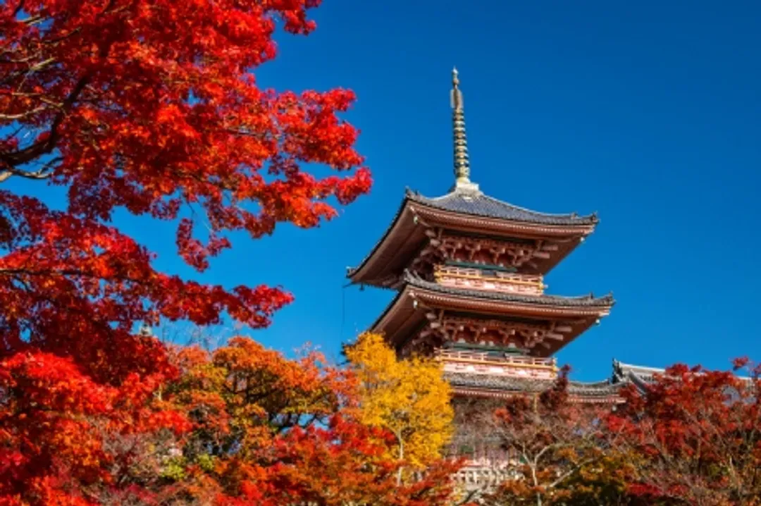 清水寺楓葉