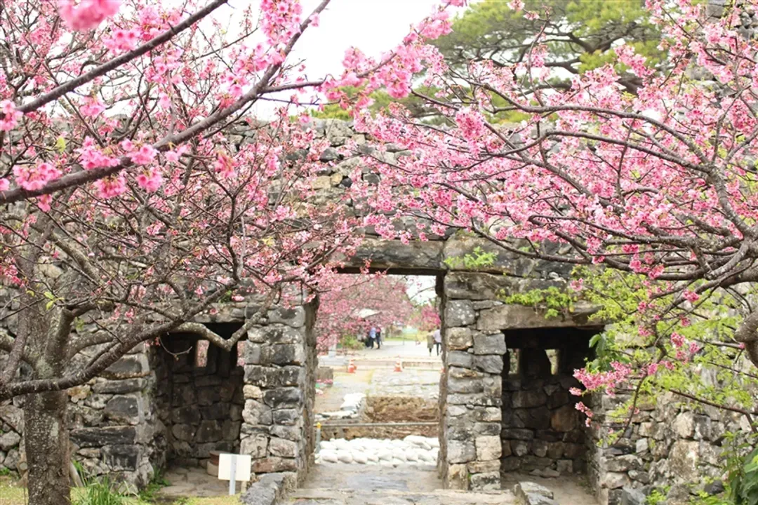 寒假出遊.沖繩旅遊｜沖繩櫻花紛紛.美之海水族館.夜訪美國村燈祭四日｜台中出發