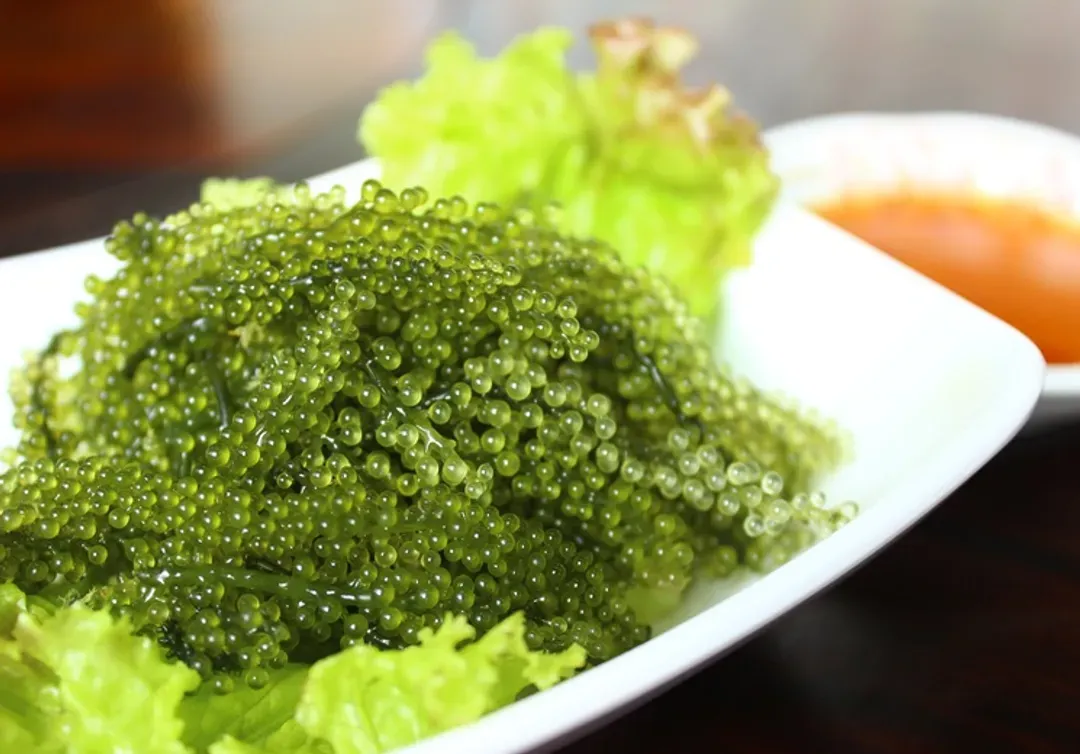海葡萄體驗