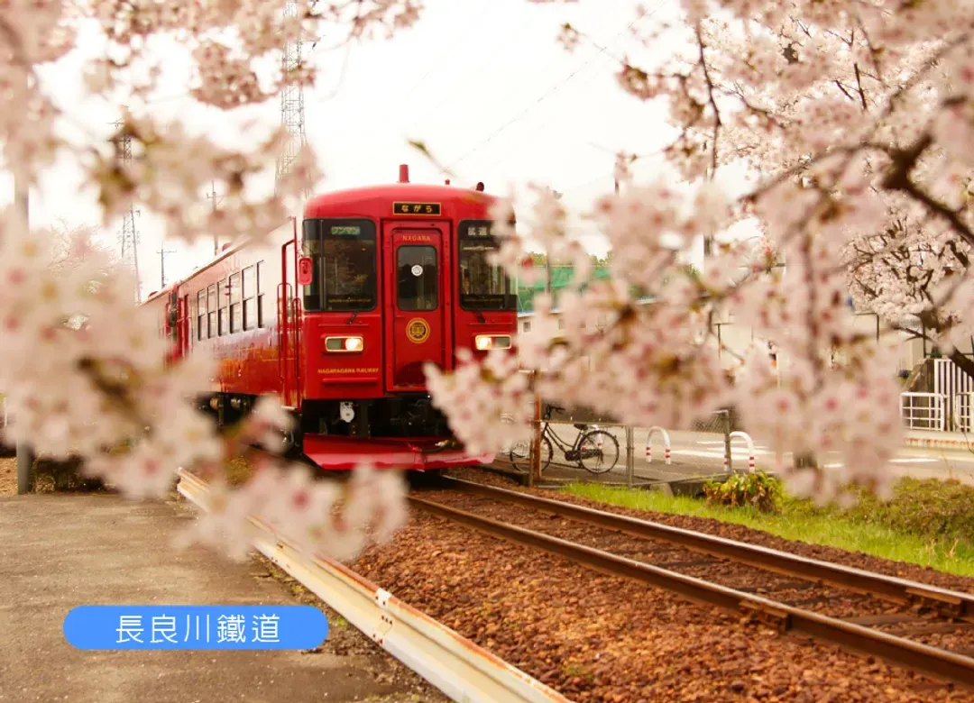 春櫻飛舞名松雙溫泉5日.足羽川隧道.長良川鐵道.一乘谷朝倉氏遺跡.金箔冰淇淋.百十郎櫻花.合掌村.下呂溫泉
