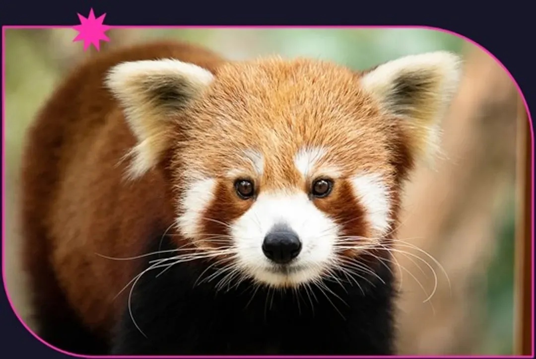 Currumbin Wildlife Sanctuary