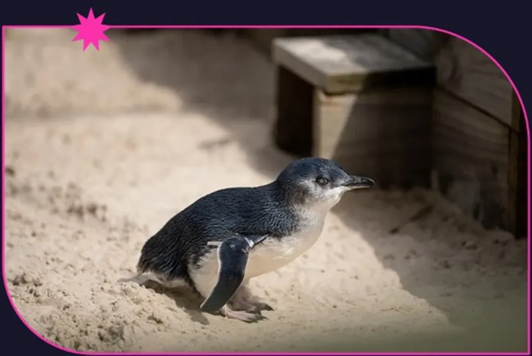 Penguin Parade