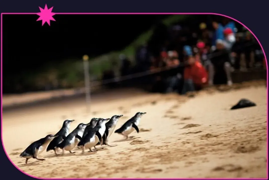 Penguin Parade