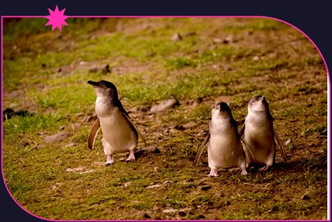 Penguin Parade