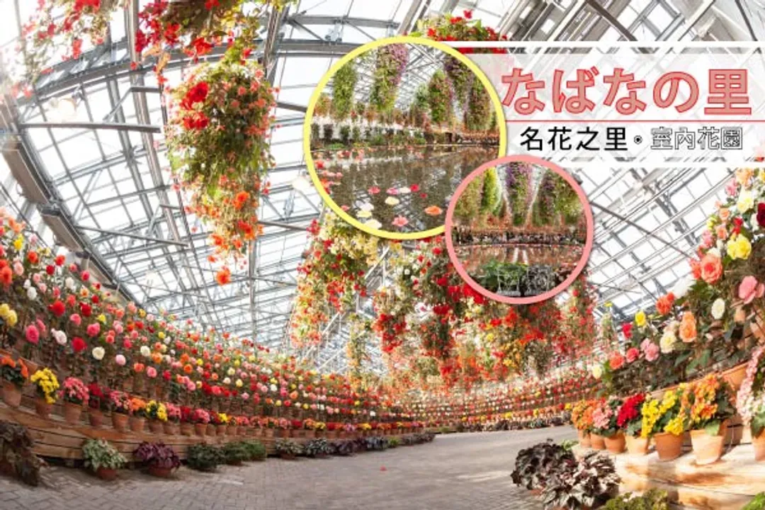 閃亮北陸～冬夜璀璨雙點燈、庄川峽雪見舟、合掌村御在所、郡上八幡溫泉五日-11