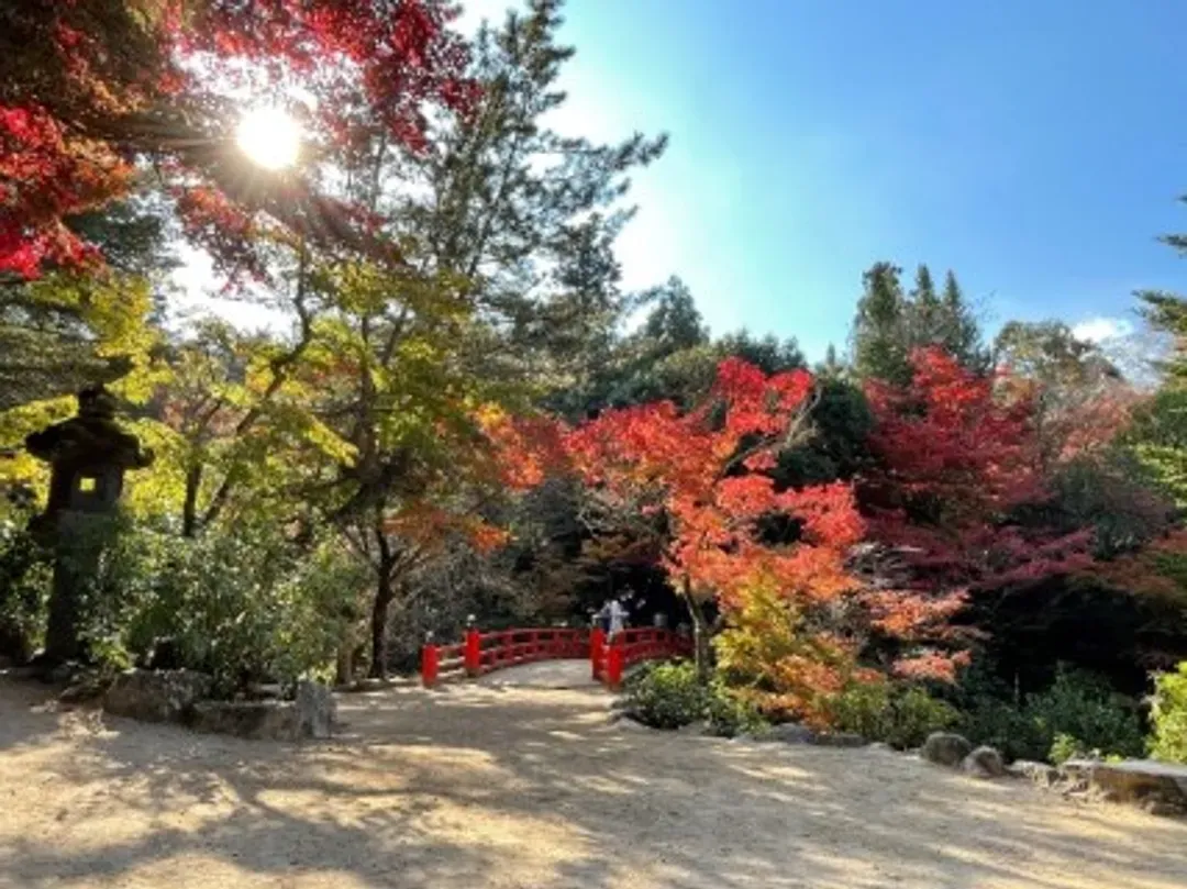 TXG楓情高松山陽~宮島嚴島神社、岩國錦帶橋、瀨戶內海巡航、小豆島倉敷美觀六日-12