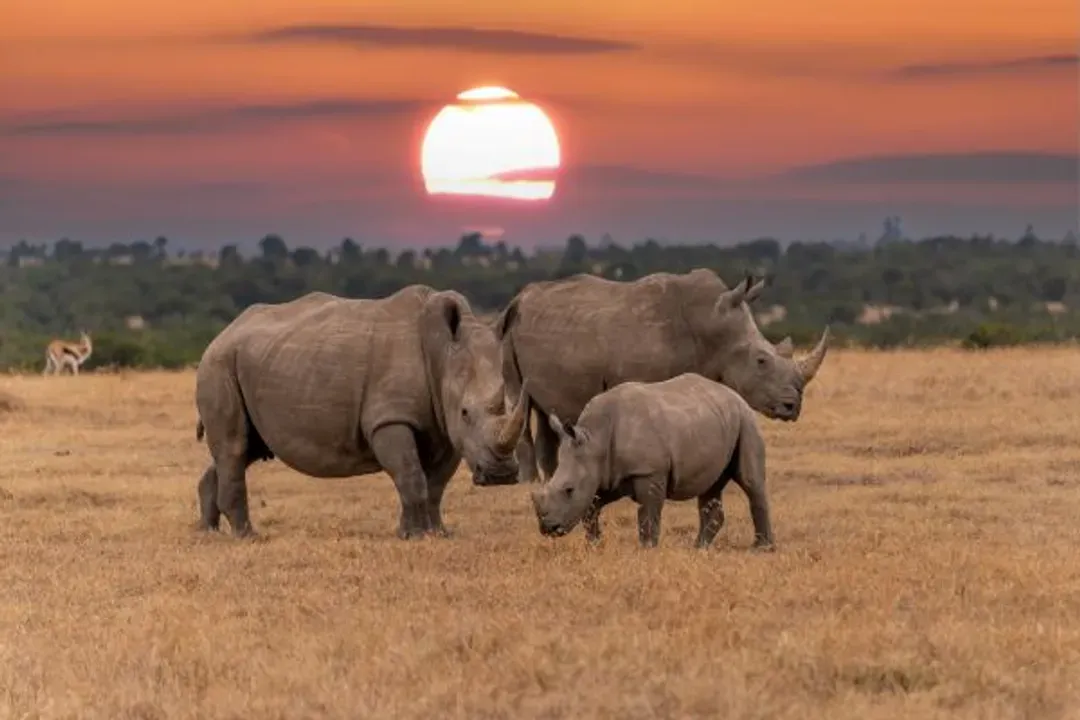 Amboseli National Park-安博塞利國家公園