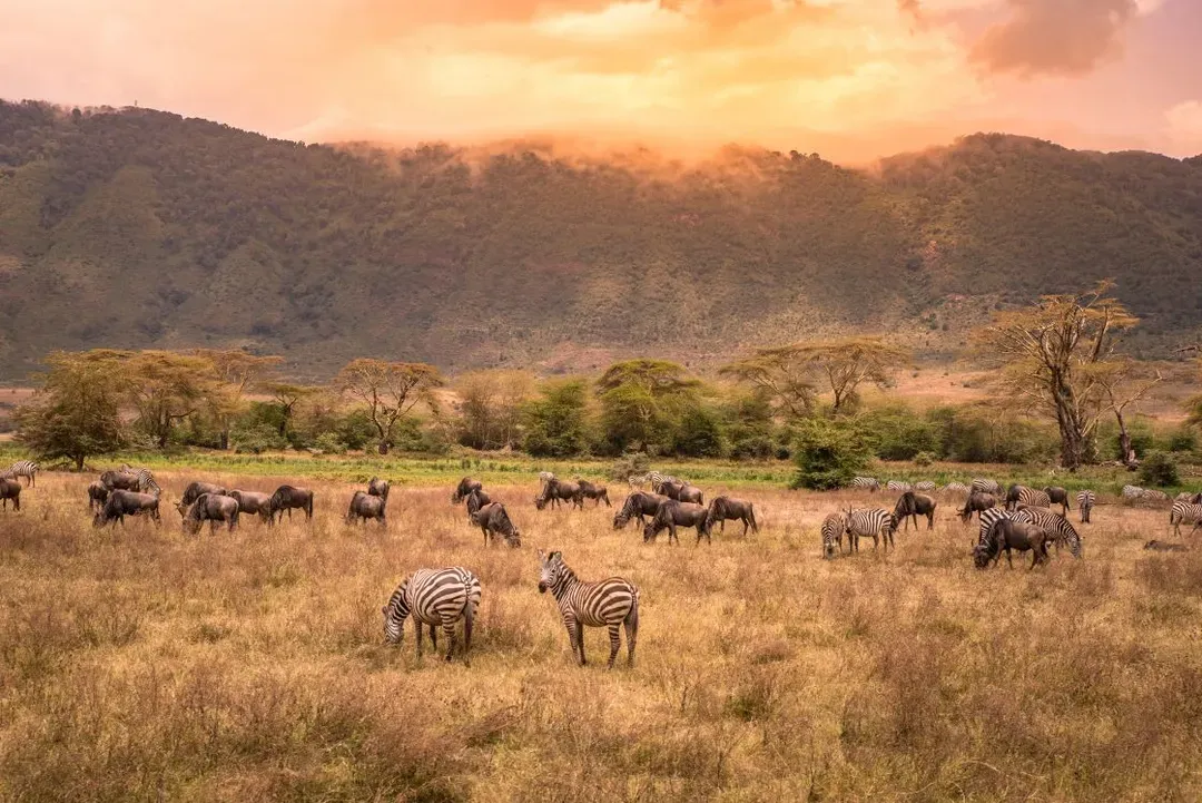 Ngorongoro Conservation Area-早鳥優惠