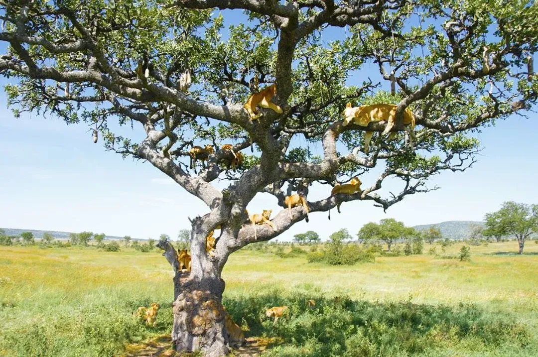 Serengeti National Park-塞倫蓋提國家公園