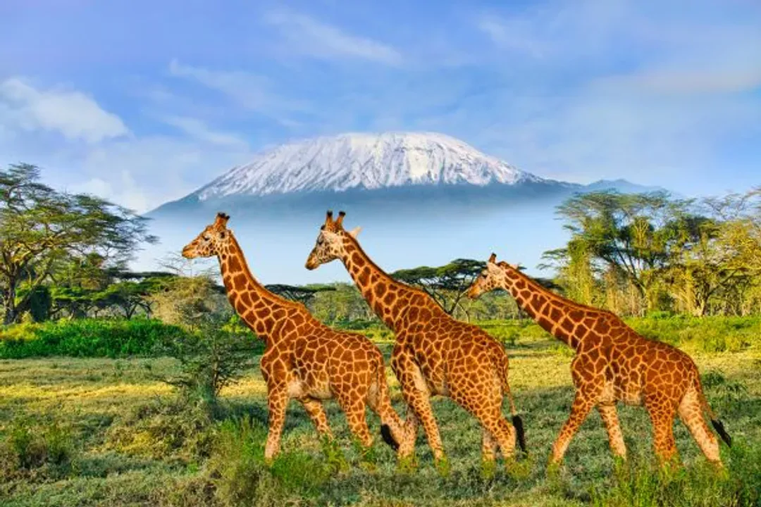 Amboseli National Park-安博塞利國家公園