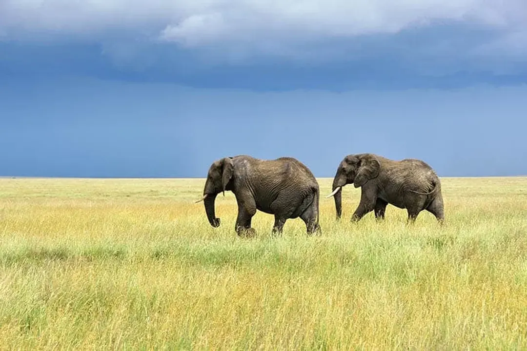 Serengeti National Park-塞倫蓋提國家公園