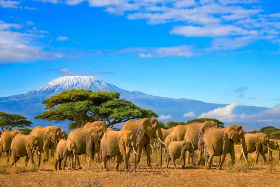 Amboseli National Park-安博塞利國家公園