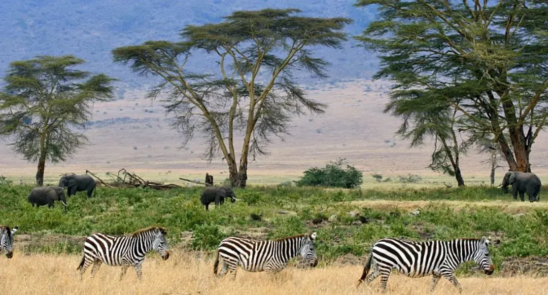 Serengeti National Park-塞倫蓋提國家公園