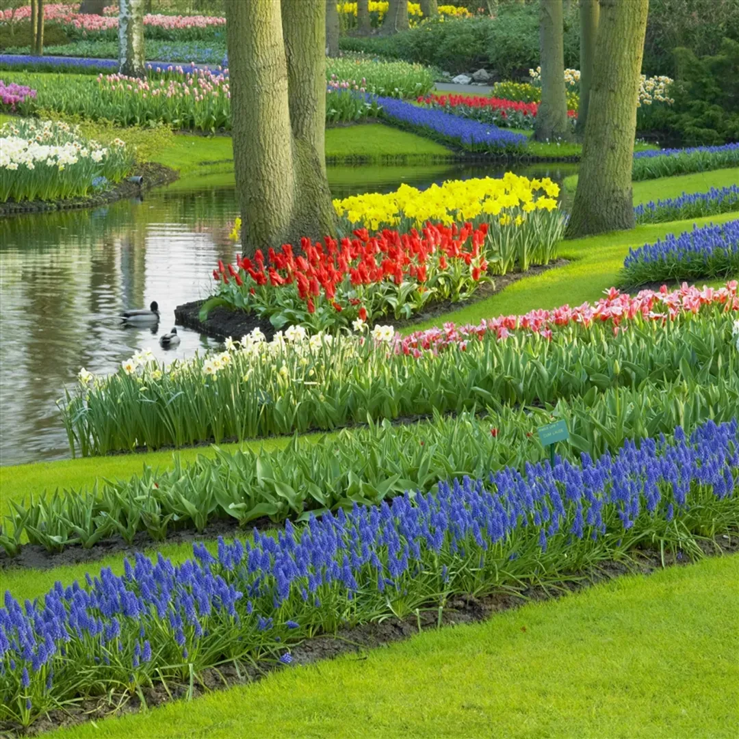 花季荷比盧旅遊│荷蘭鬱金香花園‧復古蒸汽火車‧最美羊角村‧維安田古堡‧布魯日老城‧盧森堡．一晚5星10日-8