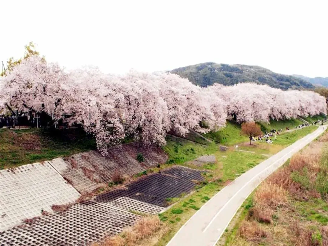 淀川河川公園背割堤