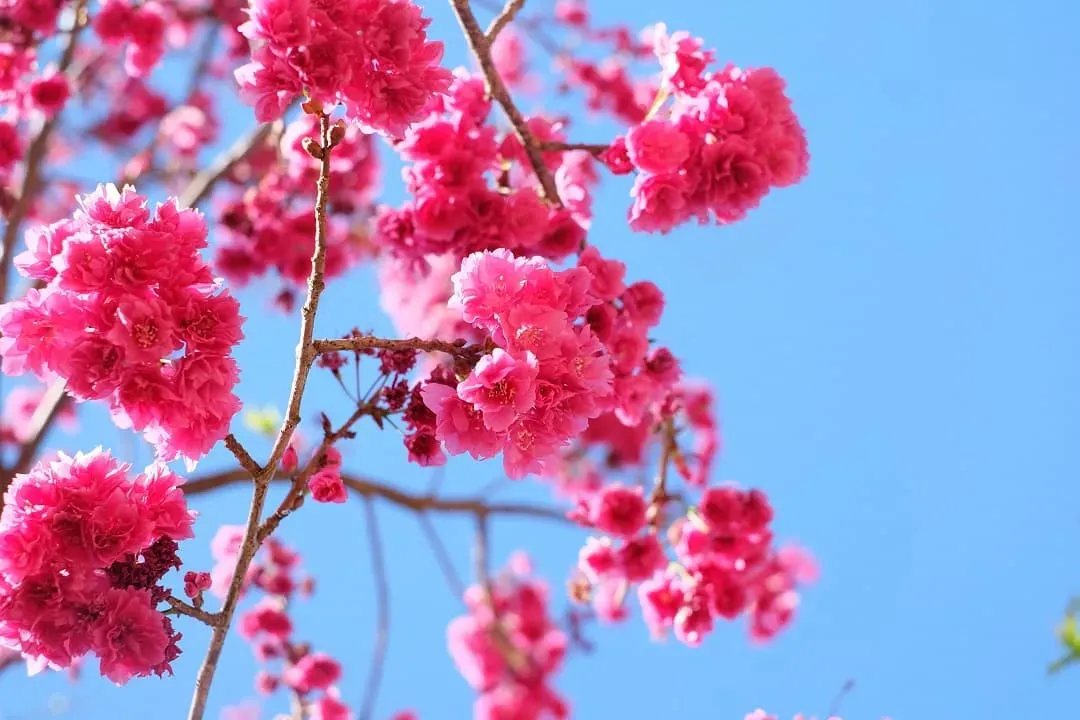 櫻花饗宴
