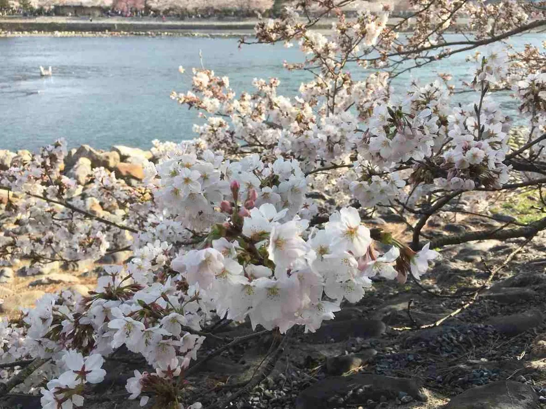 嵐山故事旅行