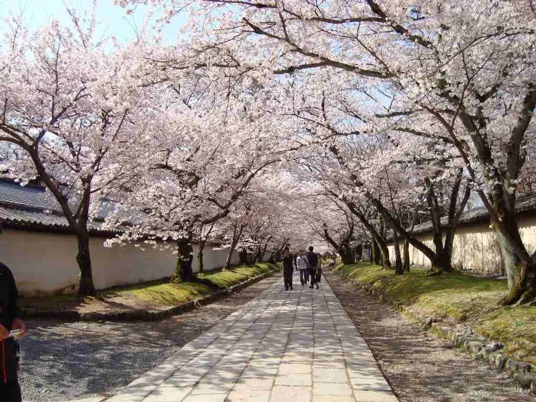 關西櫻情月正圓～淀川背割堤、嵐山渡月橋、稻荷千鳥居、京阪神悠遊五日