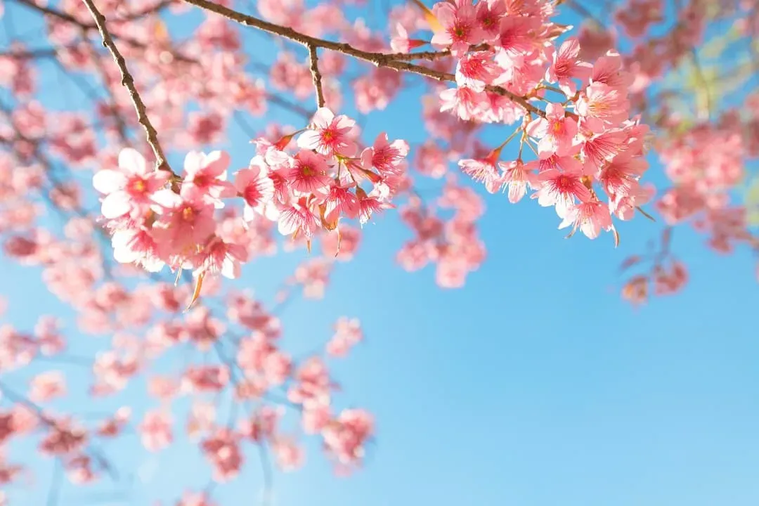 櫻花饗宴