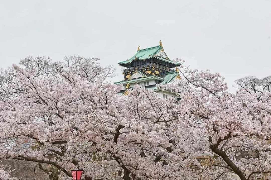 大阪城公園(賞櫻；不上天守閣)
