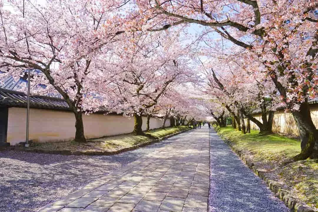 京都風情最愛