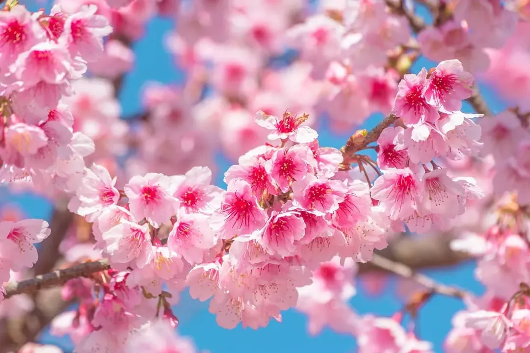 櫻花饗宴