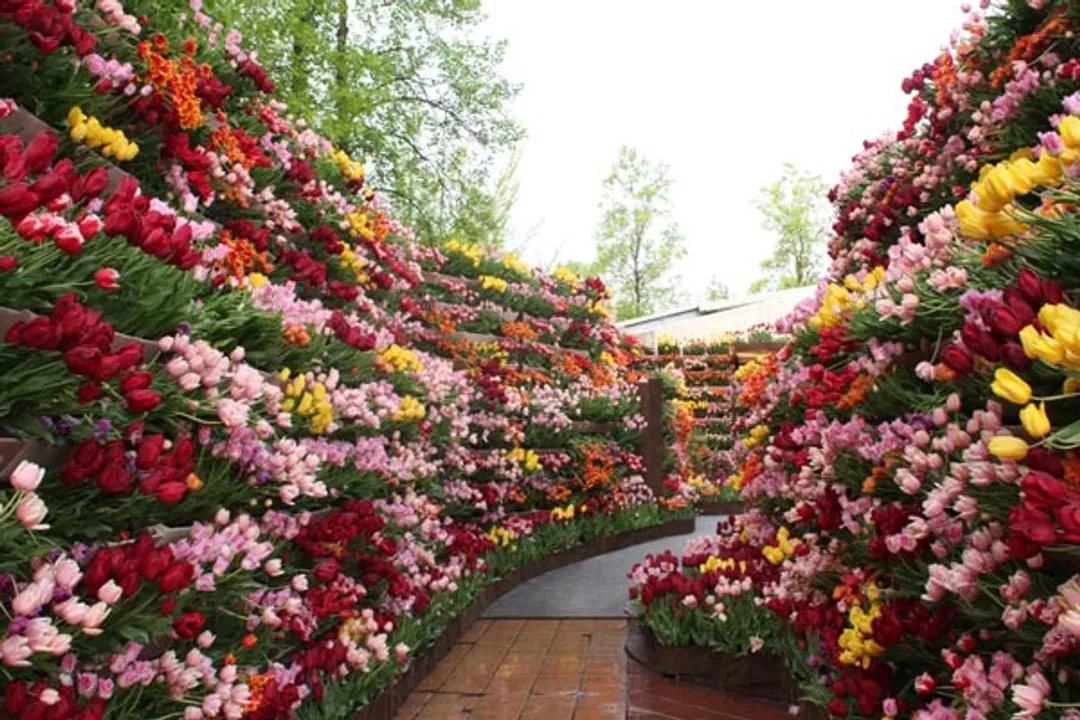 礪波鬱金香博覽會（04/22～05/05期間限定）・鬱金香花之大谷