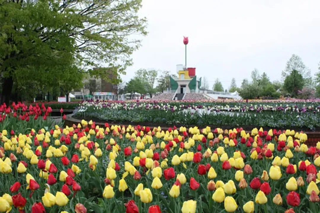 礪波鬱金香博覽會（04/22～05/05期間限定）・鬱金香花之大谷