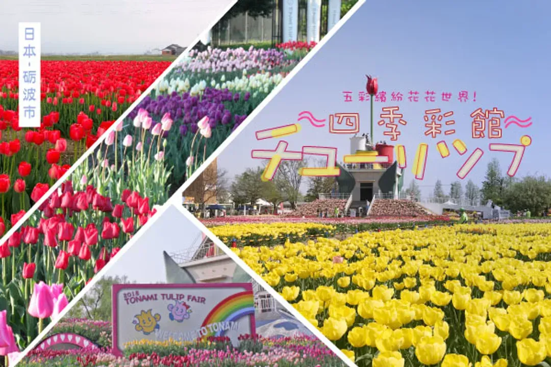 礪波鬱金香博覽會（04/22～05/05期間限定）・鬱金香花之大谷