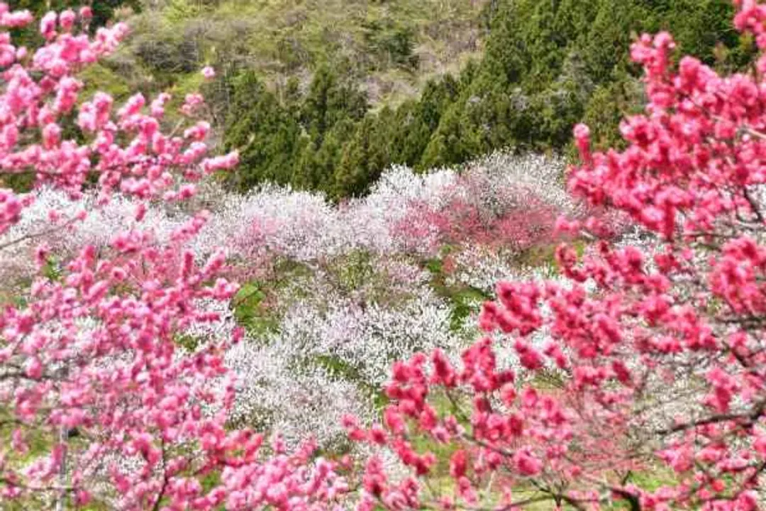 花現雪壁傳奇～立山黑部、粉漾花桃之里、彩虹三方五湖、兼六園溫泉鄉五日-6