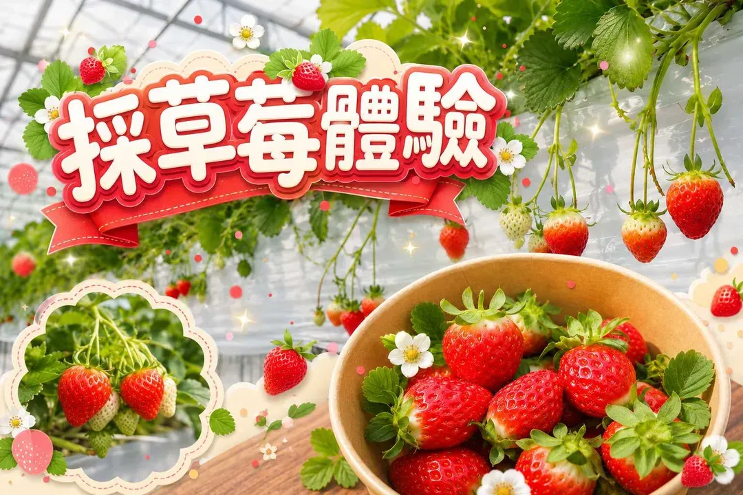 韓國雙體驗