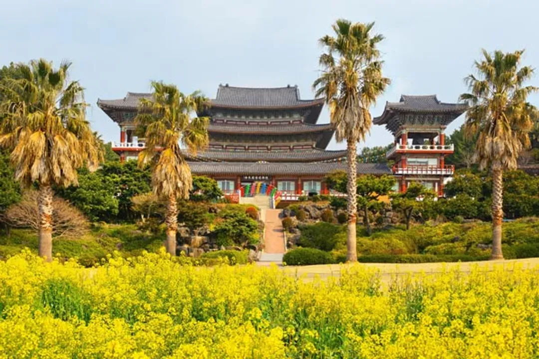 【快閃濟州、年後搶好康】黃金油菜花海、吉卜力童話村、泰迪熊汗蒸幕、乙晚濱海飯店三日