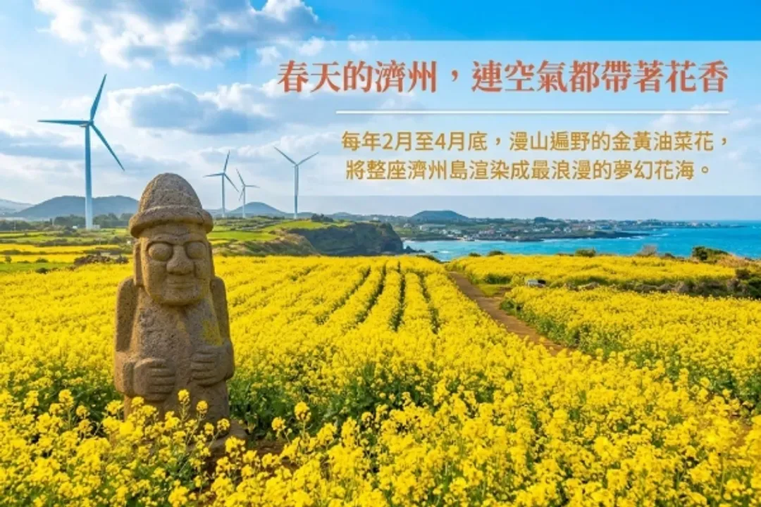 濟州-油菜花季(季節限定2月~4月底)-黃金油菜花(2~4月季節限定)